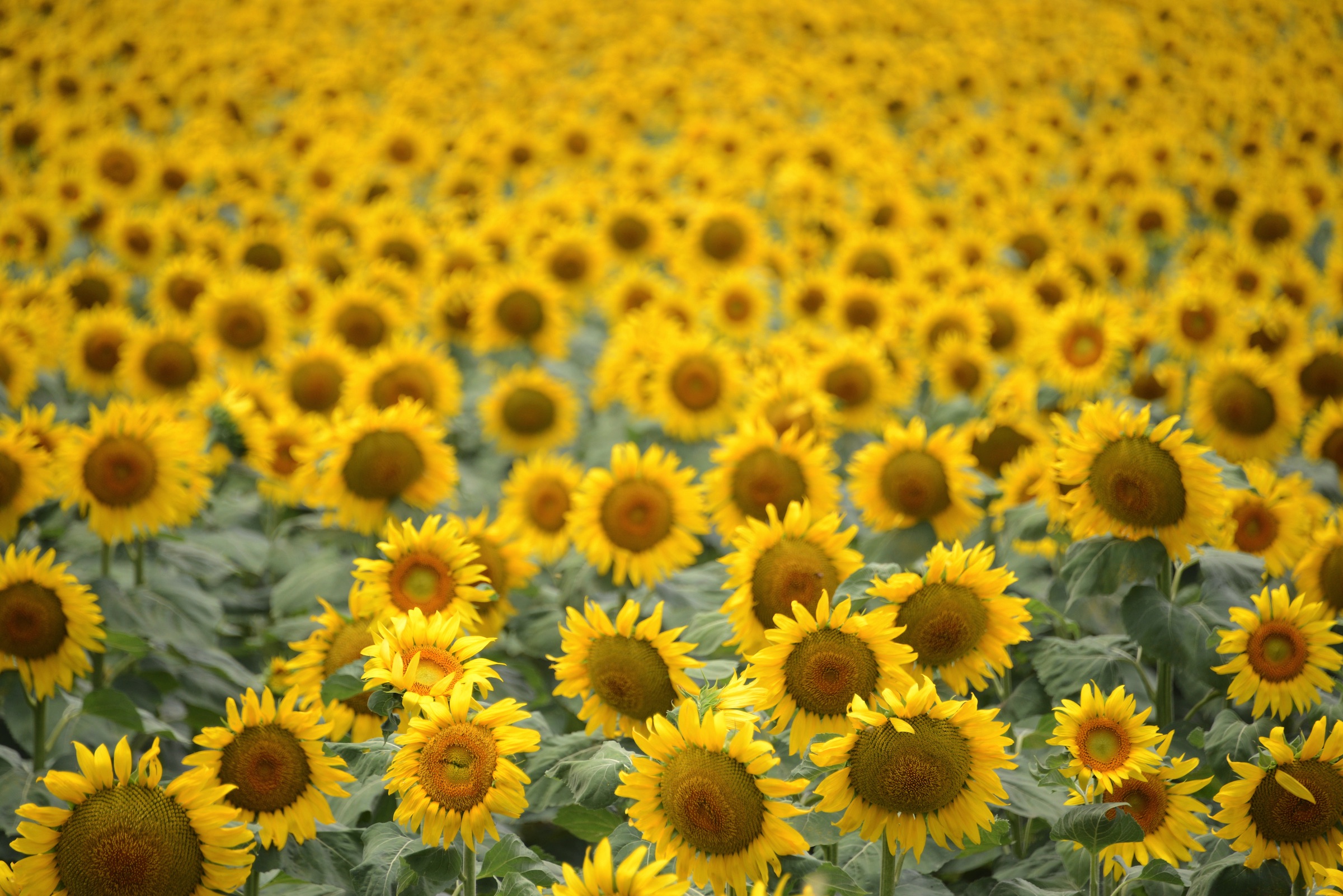 Photo of a field of sunflowers